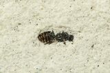 Miocene Ant (Formicidae) Fossil Plate - Murat, France #254028-2